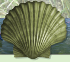 scalloping Steinhatchee, Steinhatchee scalloping guide, Steinhatchee scallops, scalloping trips Steinhatchee, scallop charters Steinhatchee, 2013 Florida scallop season, Steinhatchee Scallop report, Florida Scalloping, Scallop lodging