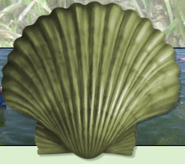 scalloping Steinhatchee, Steinhatchee scalloping, Steinhatchee scallops, scalloping trips Steinhatchee, scallop charters Steinhatchee, 2013 Florida scallop season, Steinhatchee Scallop report